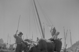 Bote sobre una carreta con bueyes en la orilla del mar