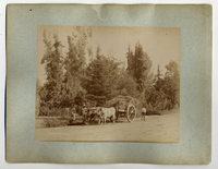 Campesinos con carreta de bueyes en la Quinta Normal, siglo XIX