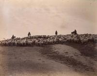 Arrieros a caballo con ganado de ovejas, hacia 1890