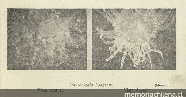 Pie de imagen: Medusa: Stauroclaudia hodgsoniFuente: Investigaciones zoológicas chilenas. Santiago: Edit. del Pacífico, Vol. 1 (1950: jul. - 1952: dic.) 131 p. Imagen de medusa Stauroclaudia hodgsoni de la página 7 del fascículo 2, de diciembre de 1950.
