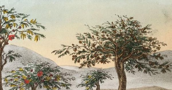 Algarrobos, acacias y nutrias, 1820-1821