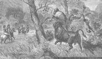 Toro salvaje en la cordillera, hacia 1870