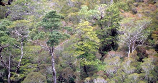 Selva fría, Isla Oma, Aysén, 2001