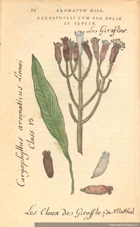 Garyophyllicum svo folio et fructu