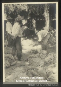 Ovejeros esquilan ovejas en Hacienda el Huique, ca. 1930