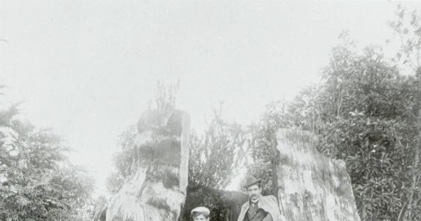 Alerce gigante en el camino entre Puerto Montt y Puerto Varas, hacia mediados del siglo XIX
