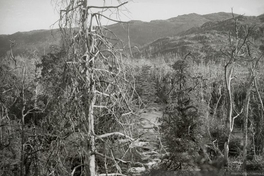 Bosque de cipreses quemados, principios del siglo XX