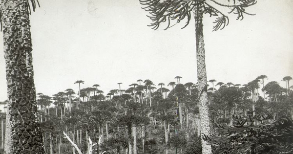 Bosque de araucarias, mediados del siglo XX