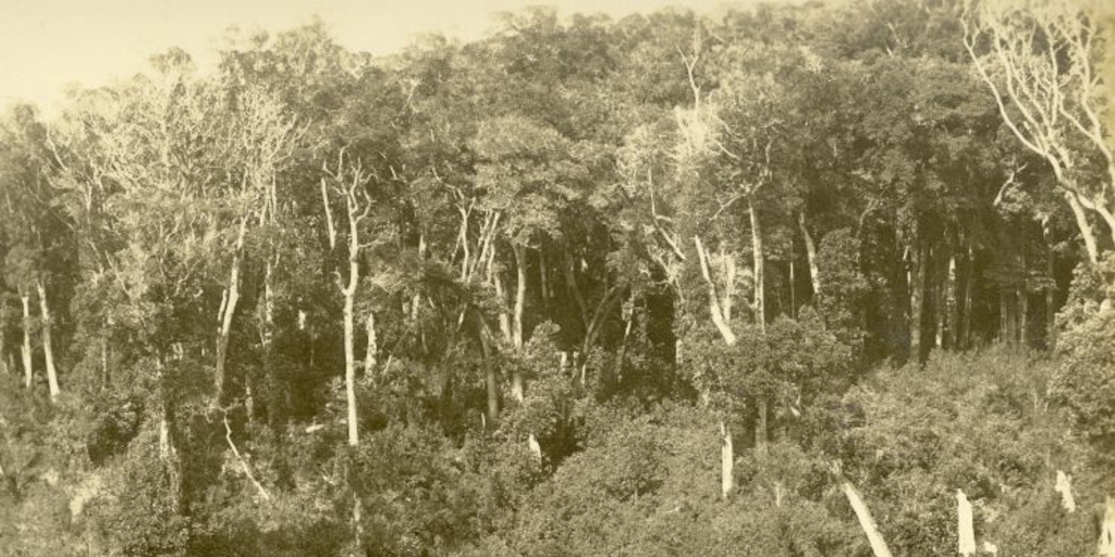 Bosque nativo, siglo XX
