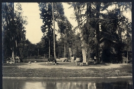 Llamas pastando a orillas de la laguna del Parque Cousiño, 1906