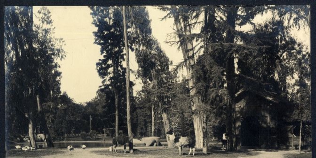Llamas pastando a orillas de la laguna del Parque Cousiño, 1906