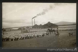 Arreo de piño de ovejas, Magallanes, ca. 1945