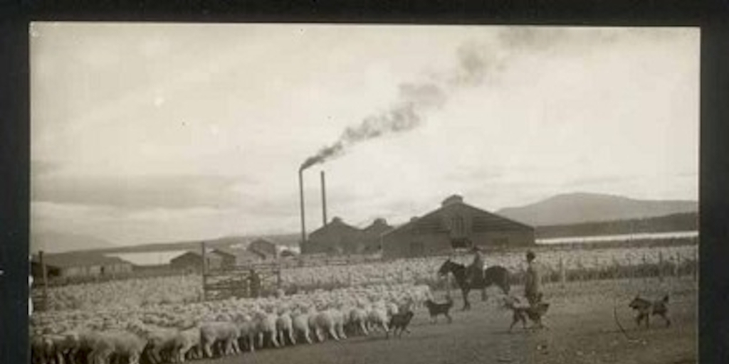 Arreo de piño de ovejas, Magallanes, ca. 1945