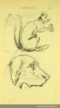 Representación de animales de acuerdo al método de dibujo Krüsi, 1902