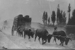 Campesino llevando carreta de bueyes, hacia 1906