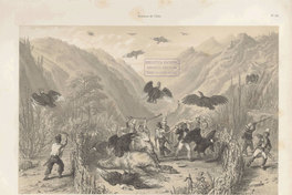 Caza a los cóndores, siglo 19