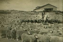 Piño de ovejas frente a un galpón de esquila, en una estancia de Magallanes, c.1940