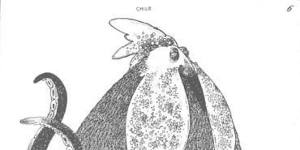 Gallo pulpo con medio pollo = Pechugonis antarticus