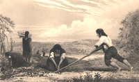 Indígenas chilotes arando "a luma", hacia 1834