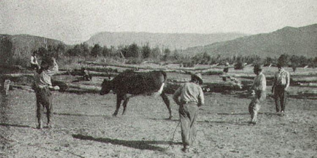 Campesinos enlazando una vaquilla, valle del río Tranquilo, Aysén, hacia 1935