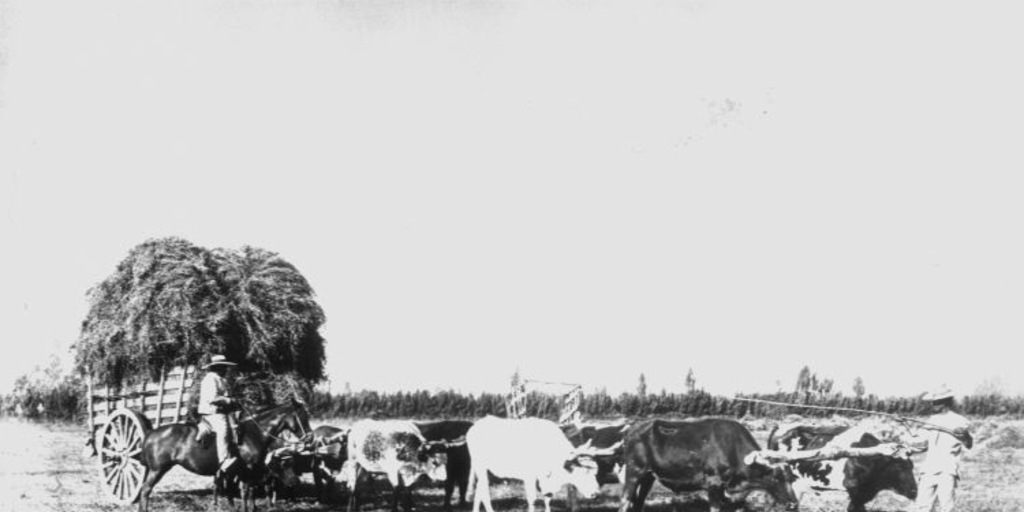 Labores agrícolas, siglo XX