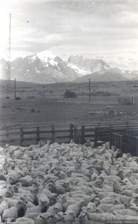 Al fondo las Torres del Paine, en primer plano un rebaño de ovejas en su corral